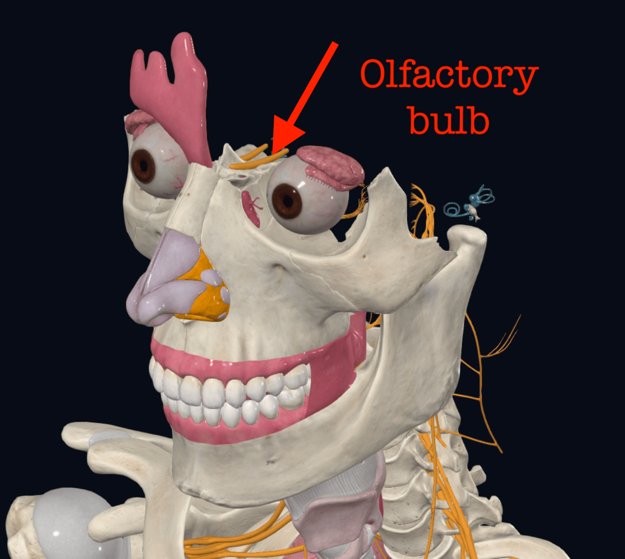 Olfactory bulb anatomy diagram 1