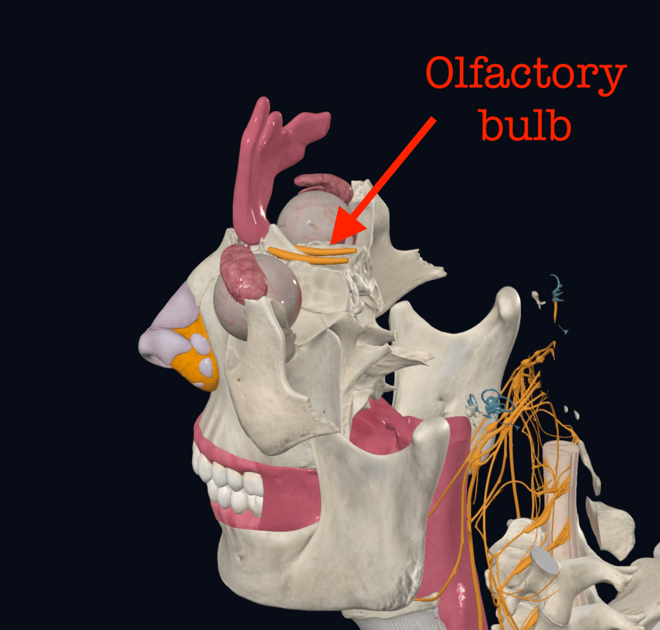 Olfactory bulb anatomy diagram 2