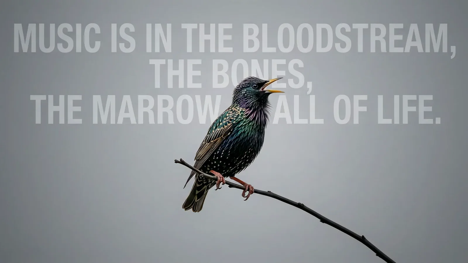 Slide: a starling sings on a branch. Music is in the bloodstream, the bones, the marrow of all of life.