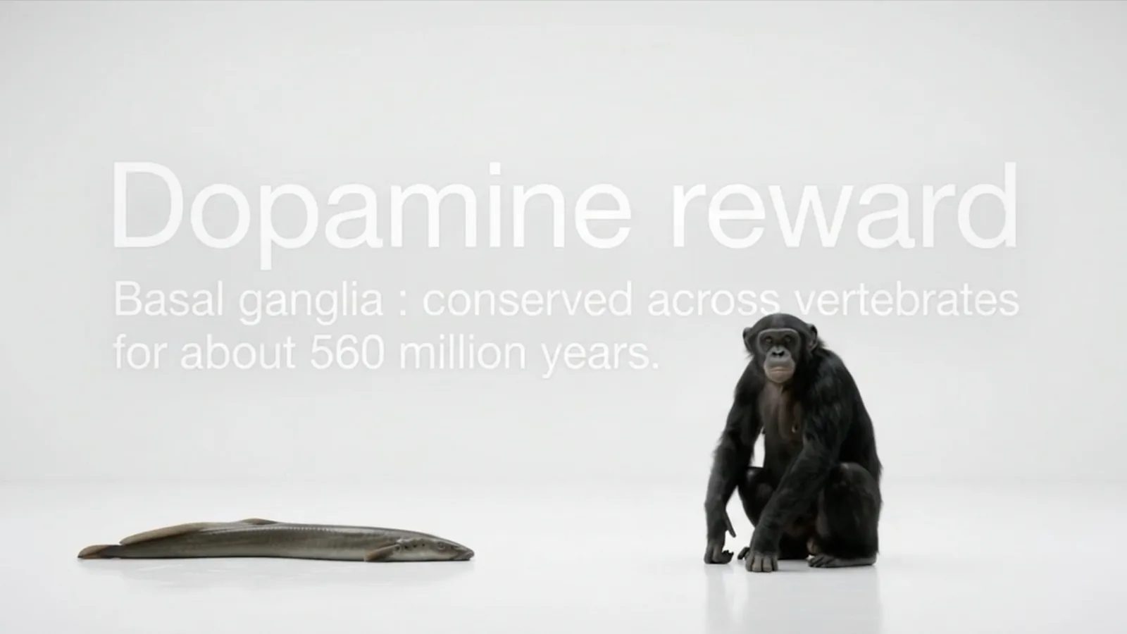 Slide: a lamprey and a bonobo on a white floor. Dopamine reward. Basal ganglia: conserved across vertebrates for about 560 million years.